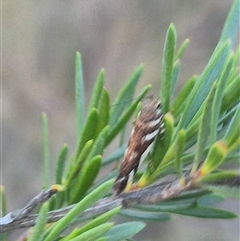 Macrobathra heminephela at Bungendore, NSW - suppressed