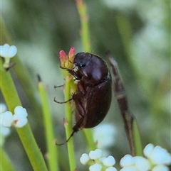 Unidentified Scarab beetle (Scarabaeidae) at Bungendore, NSW - 9 Dec 2024 by clarehoneydove