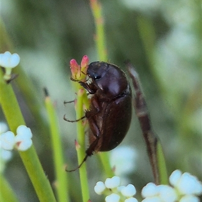 Unidentified Scarab beetle (Scarabaeidae) at Bungendore, NSW - 9 Dec 2024 by clarehoneydove