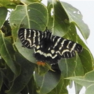 Comocrus behri (Mistletoe Day Moth) at Kambah, ACT by JohnBundock