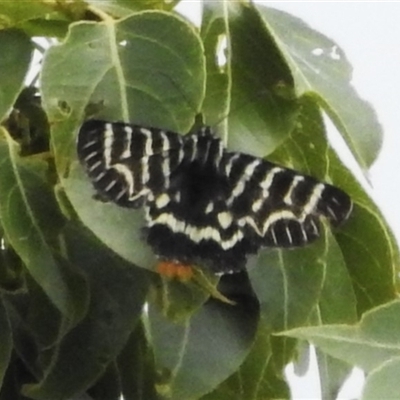 Comocrus behri (Mistletoe Day Moth) at Kambah, ACT - 8 Dec 2024 by JohnBundock