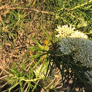 Terpandrus sp. (genus) at Bungendore, NSW - suppressed
