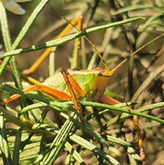 Terpandrus sp. (genus) at Bungendore, NSW - suppressed