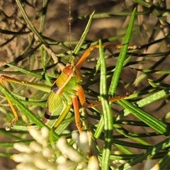 Terpandrus sp. (genus) at Bungendore, NSW - suppressed