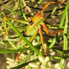 Terpandrus sp. (genus) at Bungendore, NSW - suppressed