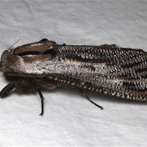 Endoxyla lituratus (A Wattle Goat Moth) at Rosedale, NSW by jb2602