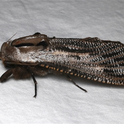 Endoxyla lituratus (A Wattle Goat Moth) at Rosedale, NSW - 2 Dec 2024 by jb2602