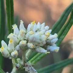 Miridae (family) at Bungendore, NSW - suppressed