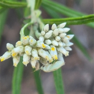 Miridae (family) at Bungendore, NSW - suppressed