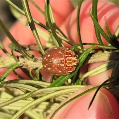 Paropsis geographica (Tortoise beetle) at Bungendore, NSW - 9 Dec 2024 by clarehoneydove