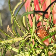 Paropsis geographica at suppressed - 9 Dec 2024