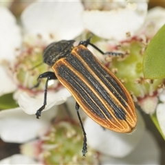 Castiarina praetermissa at Brindabella, ACT - 6 Dec 2024 06:44 PM