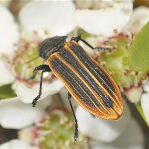 Castiarina praetermissa at Brindabella, ACT - 6 Dec 2024 06:44 PM