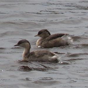 Poliocephalus poliocephalus at Dry Plain, NSW by AndyRoo