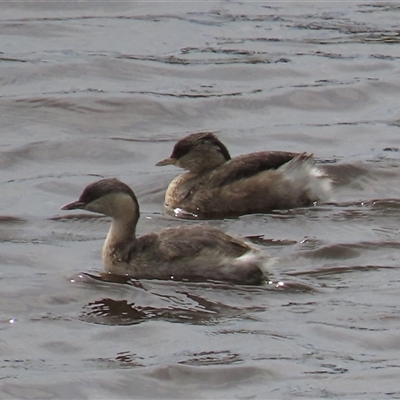 Poliocephalus poliocephalus (Hoary-headed Grebe) at Dry Plain, NSW - 29 Dec 2023 by AndyRoo