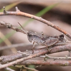 Phaulacridium vittatum (Wingless Grasshopper) at Gundaroo, NSW - 8 Dec 2024 by ConBoekel