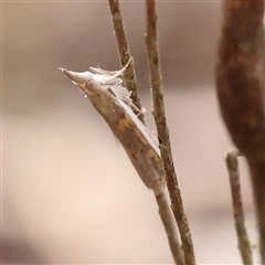 Etiella behrii (Lucerne Seed Web Moth) at Gundaroo, NSW - 7 Dec 2024 by ConBoekel