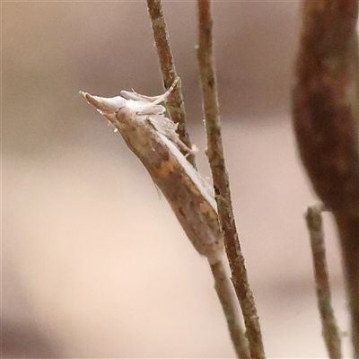 Etiella behrii (Lucerne Seed Web Moth) at Gundaroo, NSW - 8 Dec 2024 by ConBoekel