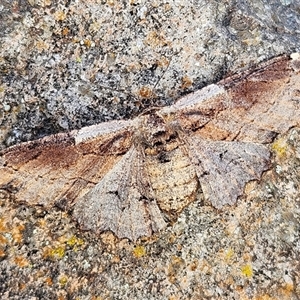 Pholodes sinistraria (Sinister or Frilled Bark Moth) at Molonglo, ACT by Wolfdogg