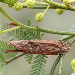 Trigonocyttara clandestina (Less-stick Case Moth) at Gundaroo, NSW - 7 Dec 2024 by ConBoekel