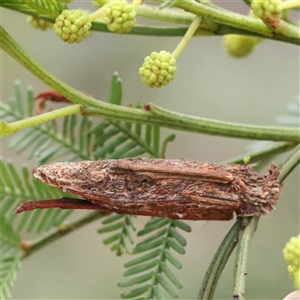 Trigonocyttara clandestina at Gundaroo, NSW - 8 Dec 2024