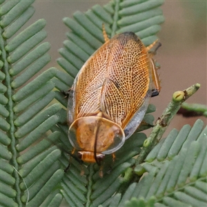 Ellipsidion humerale (Common Ellipsidion) at Gundaroo, NSW by ConBoekel