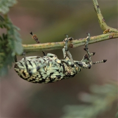 Chrysolopus spectabilis (Botany Bay Weevil) at Gundaroo, NSW - 8 Dec 2024 by ConBoekel