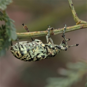 Chrysolopus spectabilis (Botany Bay Weevil) at Gundaroo, NSW by ConBoekel