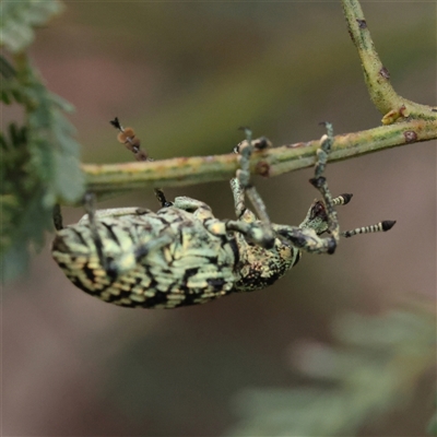 Chrysolopus spectabilis (Botany Bay Weevil) at Gundaroo, NSW - 8 Dec 2024 by ConBoekel