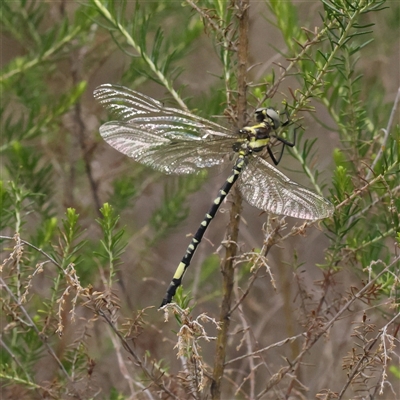 Unidentified Dragonfly or Damselfly (Odonata) at Gundaroo, NSW - 7 Dec 2024 by ConBoekel