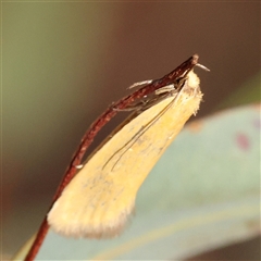 Telocharacta metachroa (A concealer moth) at Gundaroo, NSW - 8 Dec 2024 by ConBoekel
