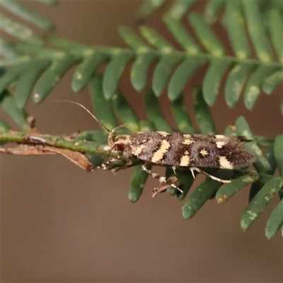 Macrobathra myriophthalma (A Cosmet moth (Cosmopteriginae)) at Gundaroo, NSW - 7 Dec 2024 by ConBoekel