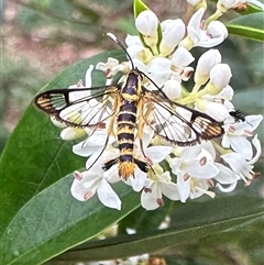 Ichneumenoptera chrysophanes (Clearwing Persimmon Borer) at Ainslie, ACT - 7 Dec 2024 by Pirom