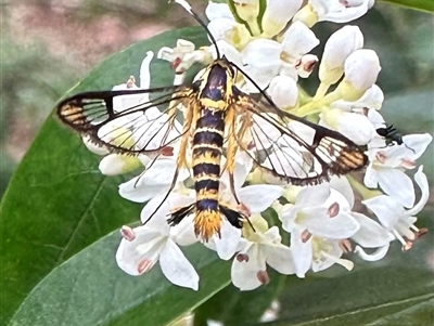 Ichneumenoptera chrysophanes (Clearwing Persimmon Borer) at Ainslie, ACT - 7 Dec 2024 by Pirom