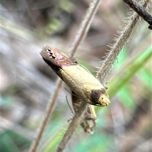 Eupselia satrapella and similar species at Rendezvous Creek, ACT - 9 Dec 2024