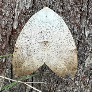 Gastrophora henricaria (Fallen-bark Looper, Beautiful Leaf Moth) at Rendezvous Creek, ACT by Pirom