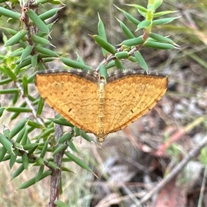 Chrysolarentia correlata at Rendezvous Creek, ACT - 9 Dec 2024 12:17 PM