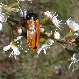 Castiarina rufipennis at Queanbeyan West, NSW - 10 Dec 2024 07:08 AM