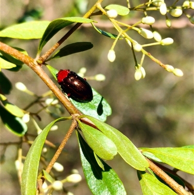 Lamprolina (genus) (Pittosporum leaf beetle) at Orangeville, NSW - 10 Dec 2024 by belleandjason