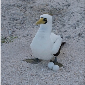 Sula dactylatra (Masked Booby) at Undefined by MichaelBedingfield