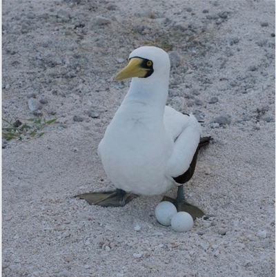 Sula dactylatra (Masked Booby) at Undefined - 17 Jun 2016 by MichaelBedingfield