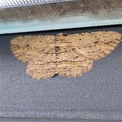 Ectropis excursaria (Common Bark Moth) at Gowrie, ACT - 9 Dec 2024 by MatthewFrawley