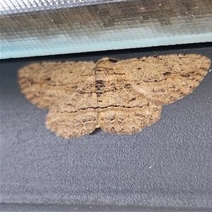 Ectropis excursaria (Common Bark Moth) at Gowrie, ACT by MatthewFrawley