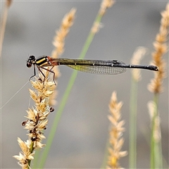 Nososticta solida (Orange Threadtail) at Bonython, ACT - 9 Dec 2024 by MatthewFrawley