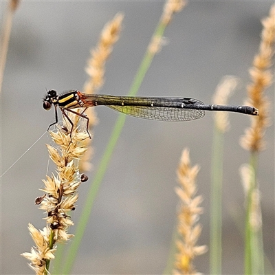 Nososticta solida (Orange Threadtail) at Bonython, ACT - 9 Dec 2024 by MatthewFrawley
