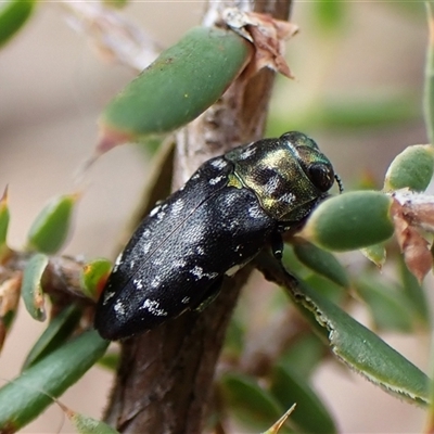 Diphucrania kohouti (A jewel beetle) at Cook, ACT - 9 Dec 2024 by CathB