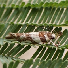 Macrobathra desmotoma ( A Cosmet moth) at Cook, ACT - 9 Dec 2024 by CathB