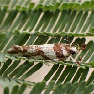 Macrobathra desmotoma at Cook, ACT - 9 Dec 2024