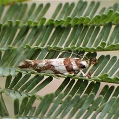 Macrobathra desmotoma at Cook, ACT - 9 Dec 2024 08:46 AM