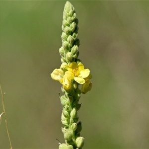 Verbascum thapsus subsp. thapsus at Holt, ACT - 10 Dec 2024 10:43 AM